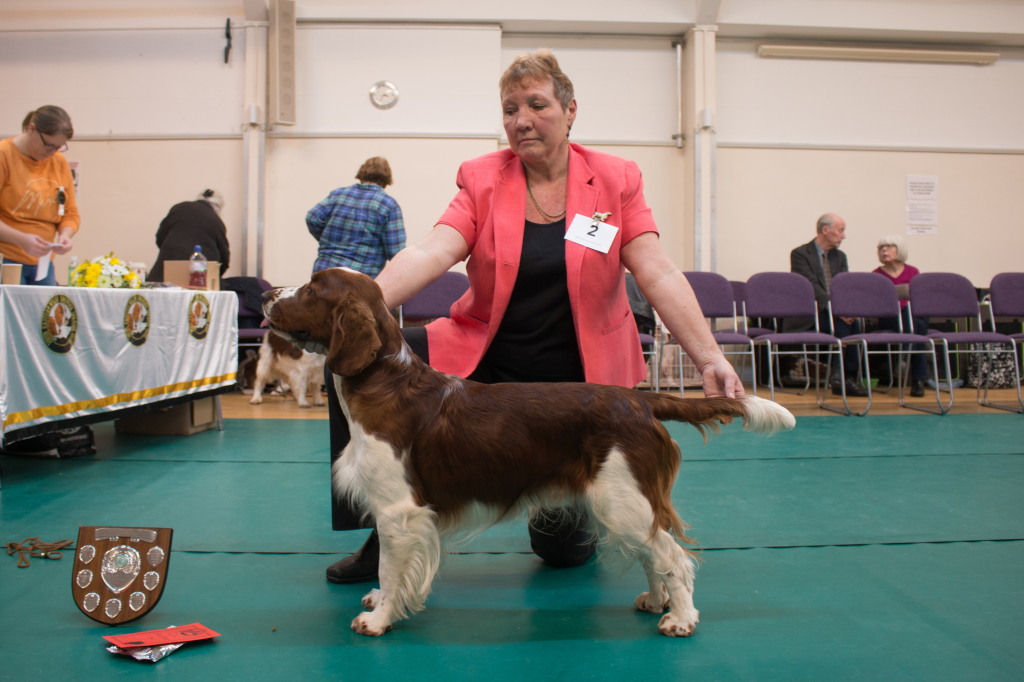 Junior Dog Junior Dog